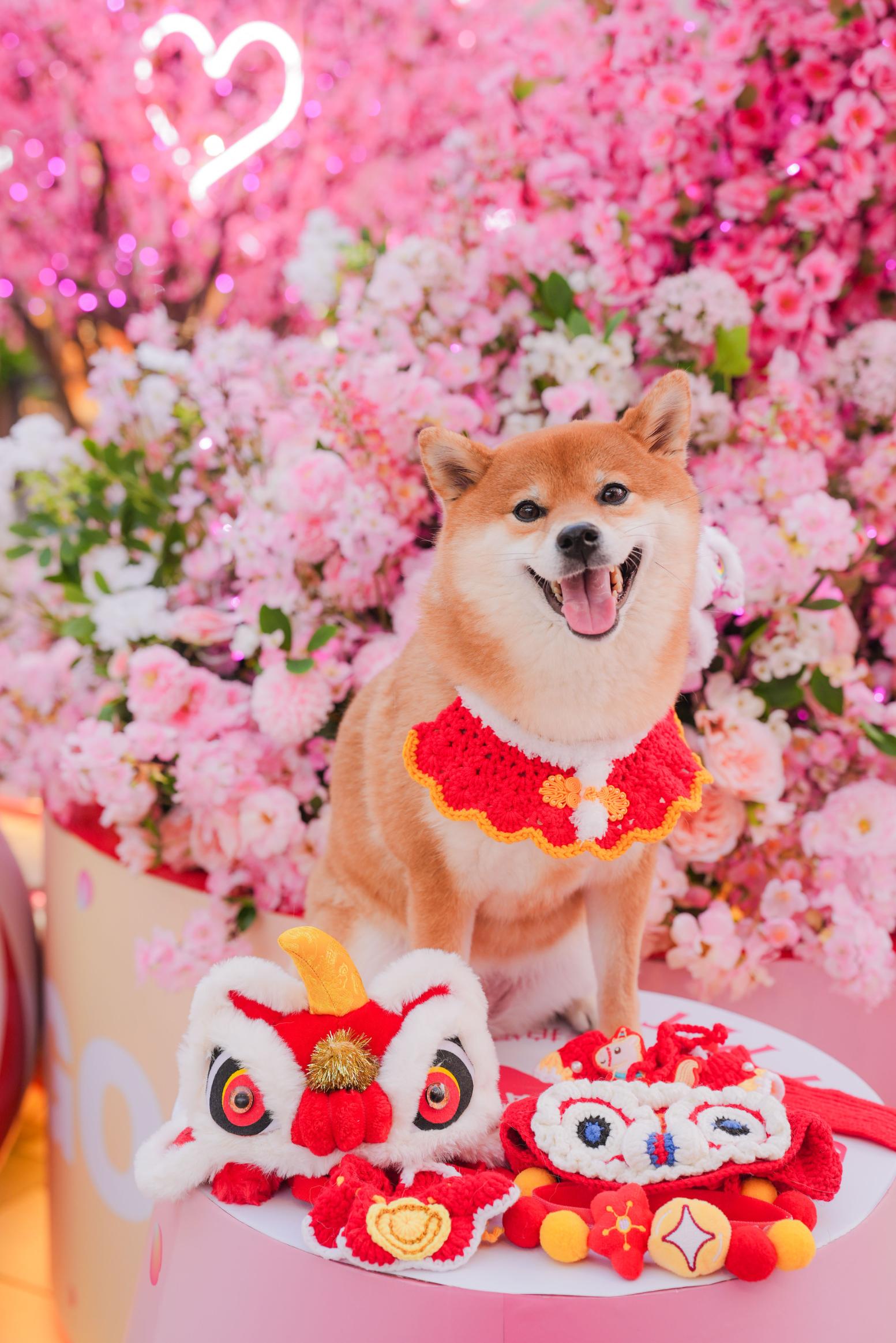 免費借出新年寵物服飾及頭飾