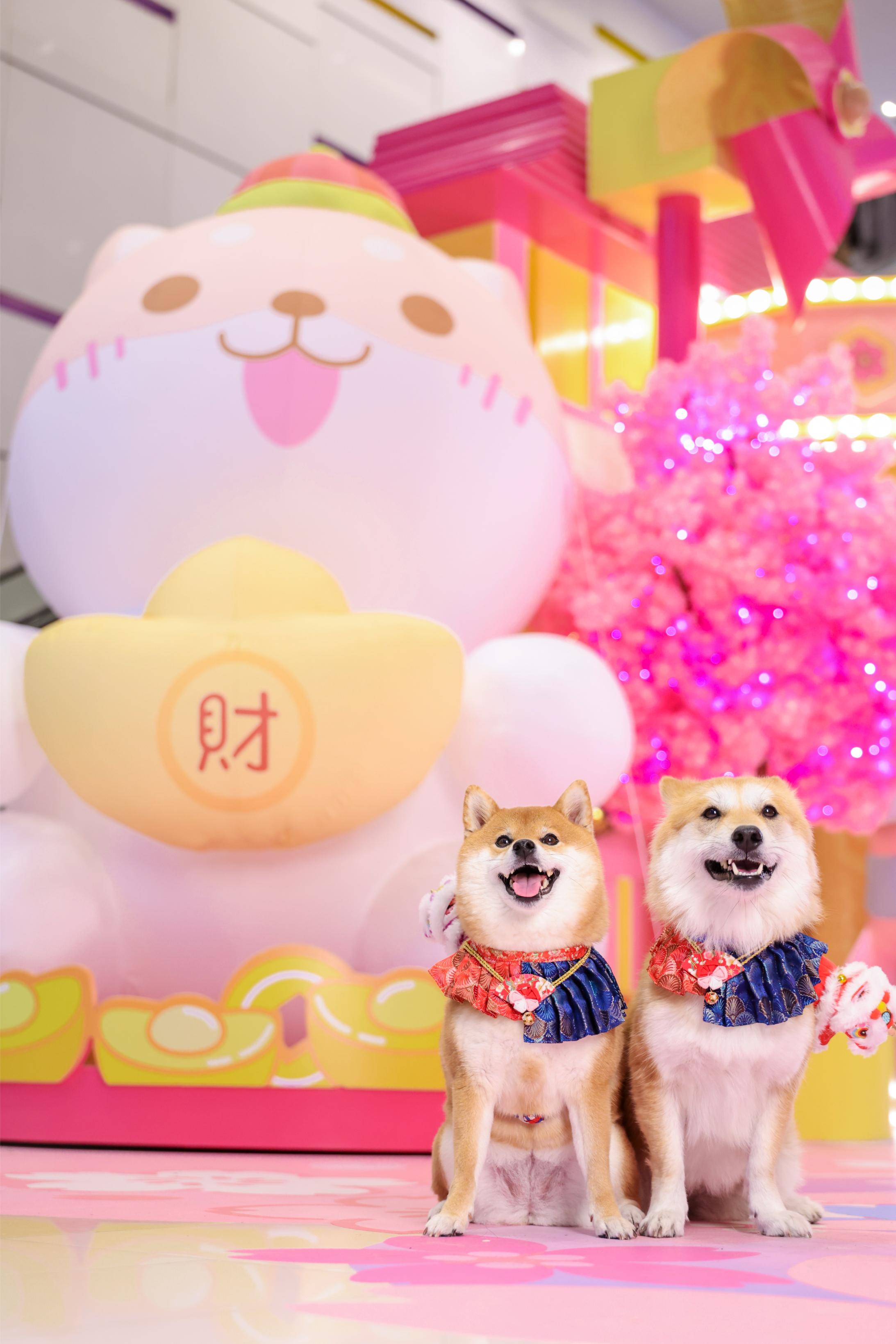 ３米高巨型財神柴犬