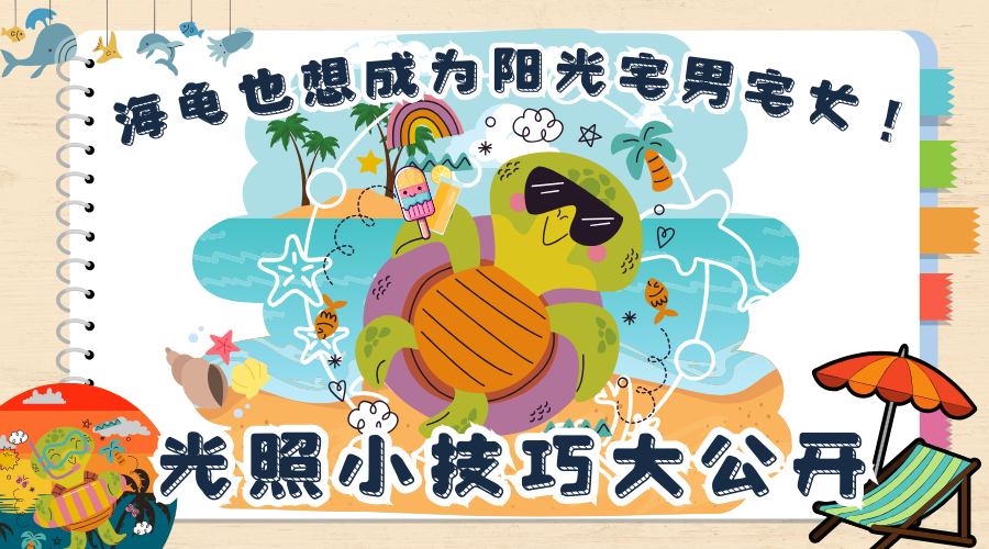 海龜的健康光照小技巧大公開