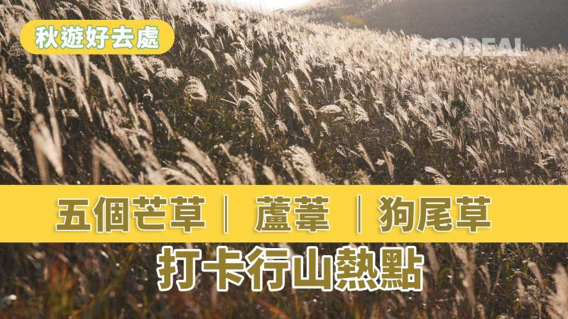 【秋遊好去處】2022五個芒草｜ 蘆葦 ｜狗尾草打卡行山熱點