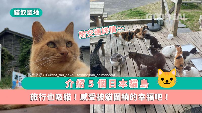 【貓奴聖地】介紹5個日本貓島 旅行也可以吸貓！